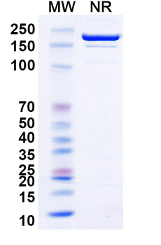 CD100/SEMA4D Mouse Monoclonal Antibody