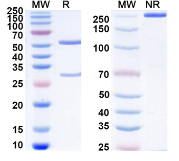 CD294/PTGDR2 Mouse Monoclonal Antibody