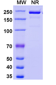 Human IgG1 lambda Isotype Control Antibody