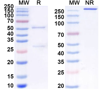 LGALS3 Rat Monoclonal Antibody