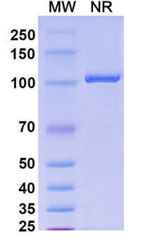 H2-Ab1/MHCII Mouse Monoclonal Antibody