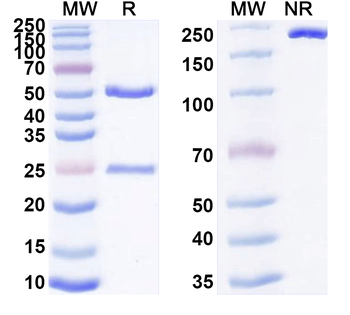 TCR Vβ 4 Rat Monoclonal Antibody