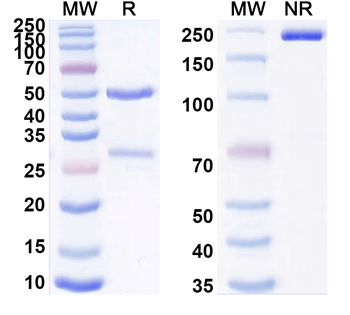 TCR Vα Rat Monoclonal Antibody