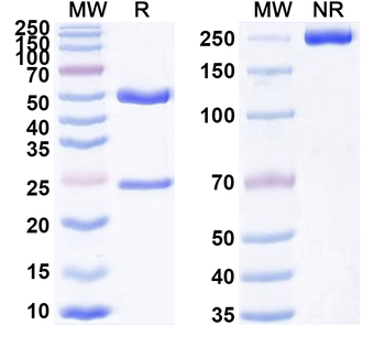 CD334/FGFR4 Rat Monoclonal Antibody