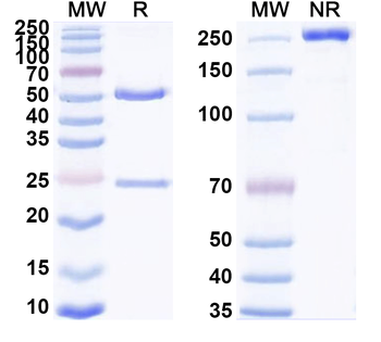 CD243/P-Glycoprotein Rat Monoclonal Antibody