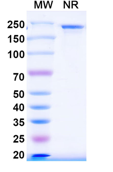 CD156c/ADAM10 Mouse Monoclonal Antibody
