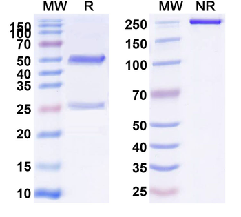 CD142/F3/TF Rat Monoclonal Antibody