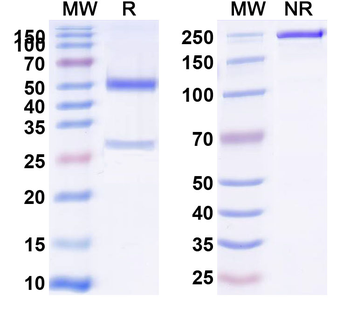 CD71/TFRC Rat Monoclonal Antibody
