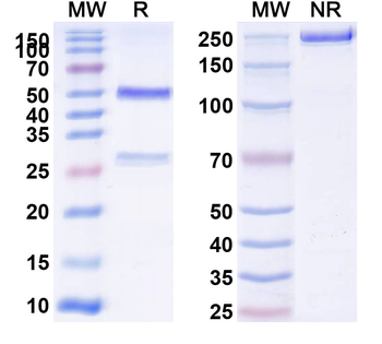 CD71/TFRC Mouse Monoclonal Antibody