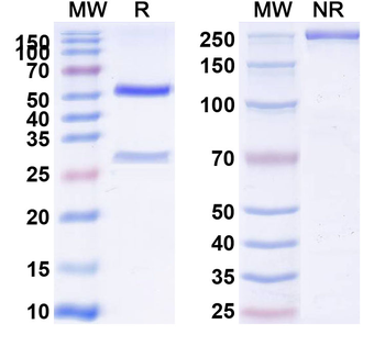 CD37 Mouse Monoclonal Antibody