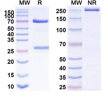 CD11c/ITGAX Human Monoclonal Antibody