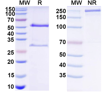 Normal Mouse IgG Recombinant Isotype Control Antibody