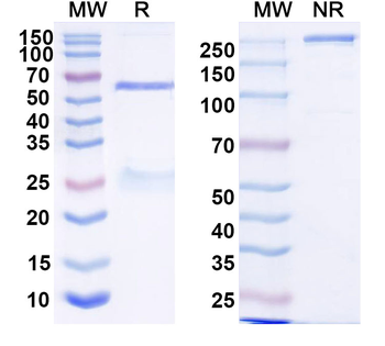 Normal Human IgG Isotype Control Polyclonal Antibody