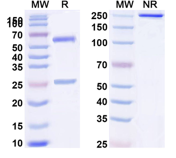 Rat IgG1 kappa Isotype Control Monoclonal Antibody
