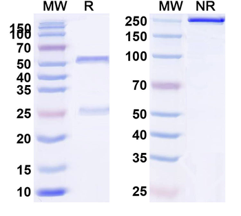 Mouse IgG2b Isotype Control Monoclonal Antibody