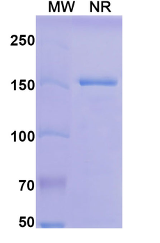 Mouse IgG2a Isotype Control Monoclonal Antibody