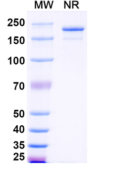 Human IgG3 Isotype Control Monoclonal Antibody