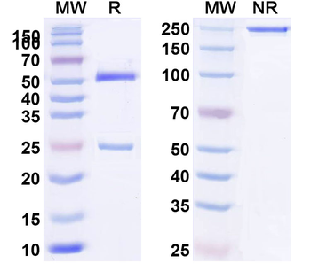 Human IgG1 (LALA P329G) Isotype Control Monoclonal Antibody