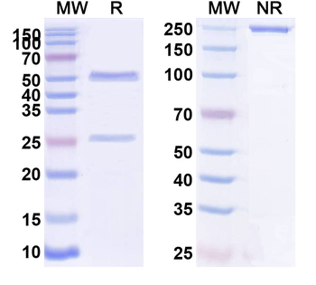 ACVR2A/ACVR2B Human Monoclonal Antibody