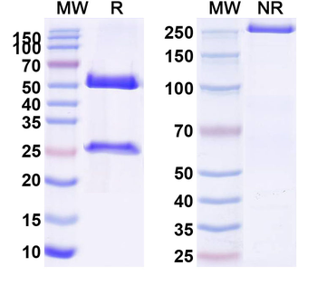 CALCRL Human Monoclonal Antibody