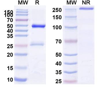 CD1d Rat Monoclonal Antibody