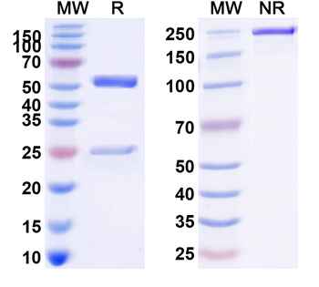 CD79β/CD79B Human Monoclonal Antibody