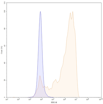 CD70 Human Monoclonal Antibody