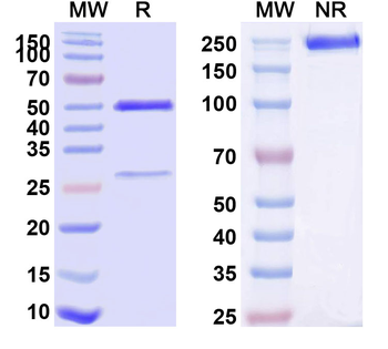 CD52 Human Monoclonal Antibody