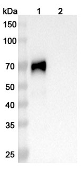 CD48 Human Monoclonal Antibody