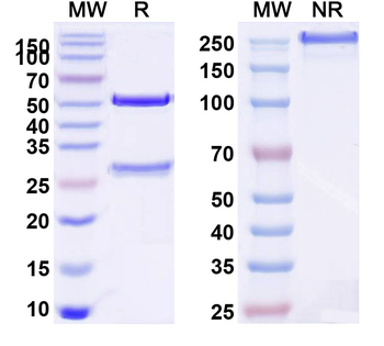 CD38 Human Monoclonal Antibody