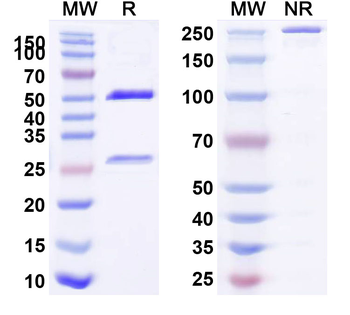 CD366/HAVCR2/TIM-3 Human Monoclonal Antibody