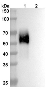 CD334/FGFR4 Human Monoclonal Antibody