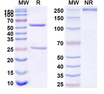 CD333/FGFR3 Human Monoclonal Antibody