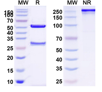 CD326/EPCAM Mouse Monoclonal Antibody