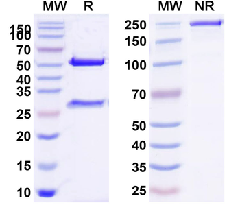 CD304/NRP1 Human Monoclonal Antibody