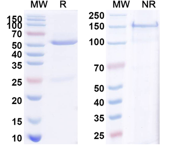 CD30/TNFRSF8 Rabbit Monoclonal Antibody