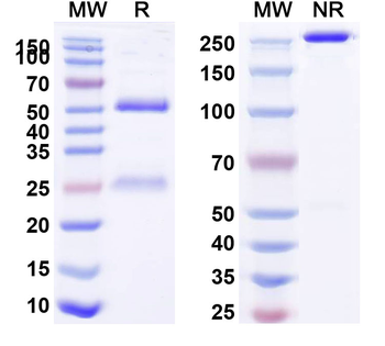 CD279/PDCD1/PD1 Human Monoclonal Antibody