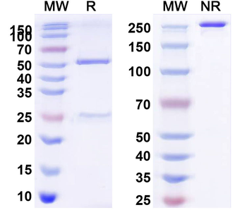 CD279/PDCD1/PD1 Human Monoclonal Antibody