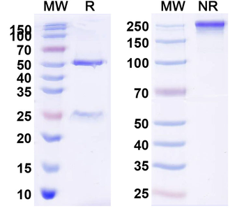 CD273/PD-L2/PDCD1LG2 Mouse Monoclonal Antibody