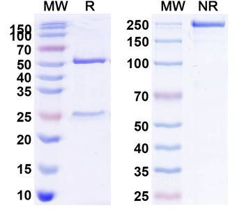 CD268/TNFRSF13C Human Monoclonal Antibody