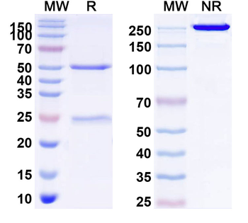 CD252/TNFSF4 Human Monoclonal Antibody
