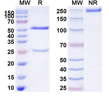 CD252/TNFSF4 Human Monoclonal Antibody