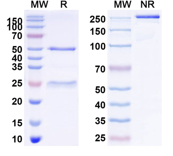 CD243/P-Glycoprotein Mouse Monoclonal Antibody