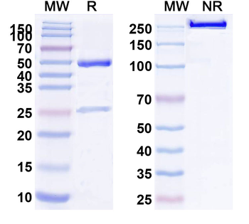 CD239/BCAM Mouse Monoclonal Antibody