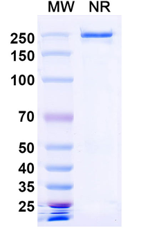 MUC1-Tn/STn Human Monoclonal Antibody