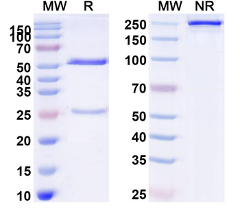 CD22 Human Monoclonal Antibody