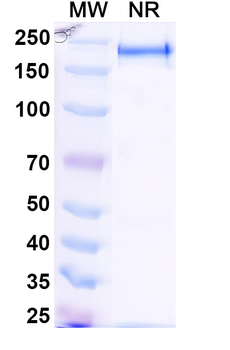 CD200 Human Monoclonal Antibody