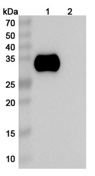 CD2 Human Monoclonal Antibody