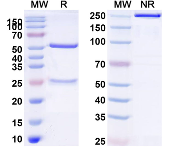 CD1d Mouse Monoclonal Antibody