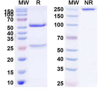 CD19 Human Monoclonal Antibody